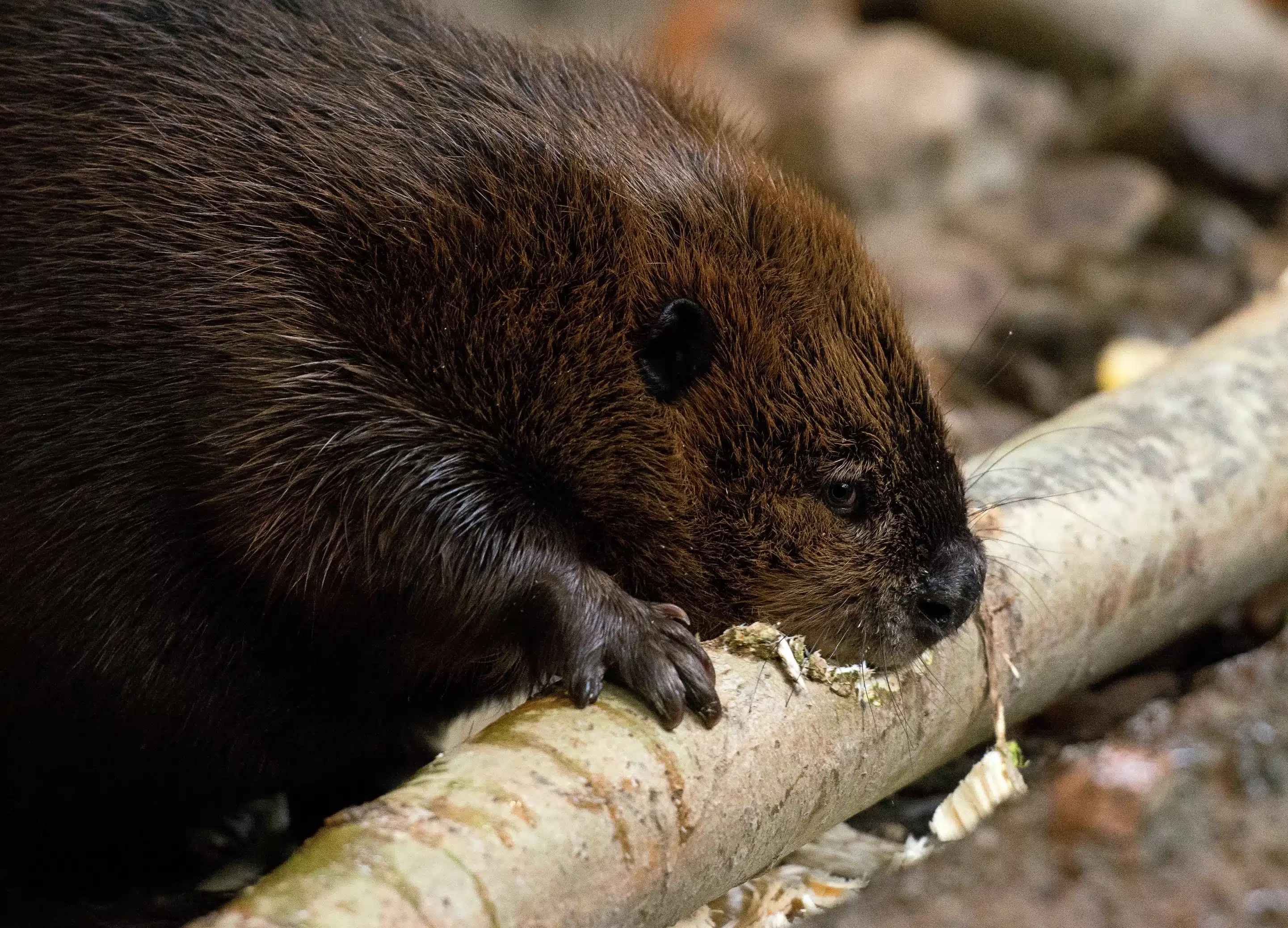 Biber beim fressen-DoucetPh Biber beim fressen - Wildtiere in Deutschland