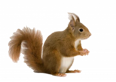 Eichhörnchen