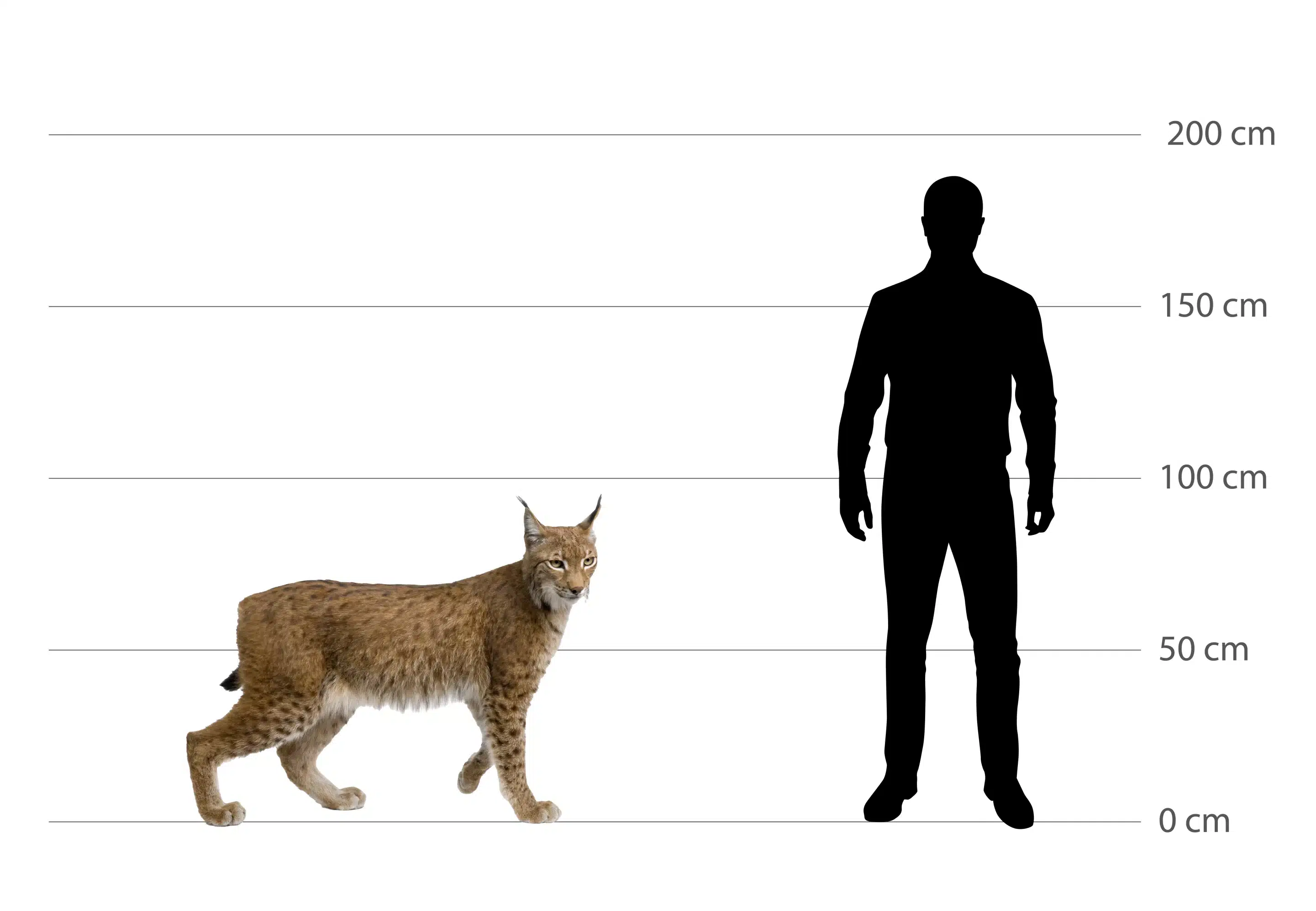 Luchs Größe - Wildtiere in Deutschland Luchs Größe - Wildtiere in Deutschland
