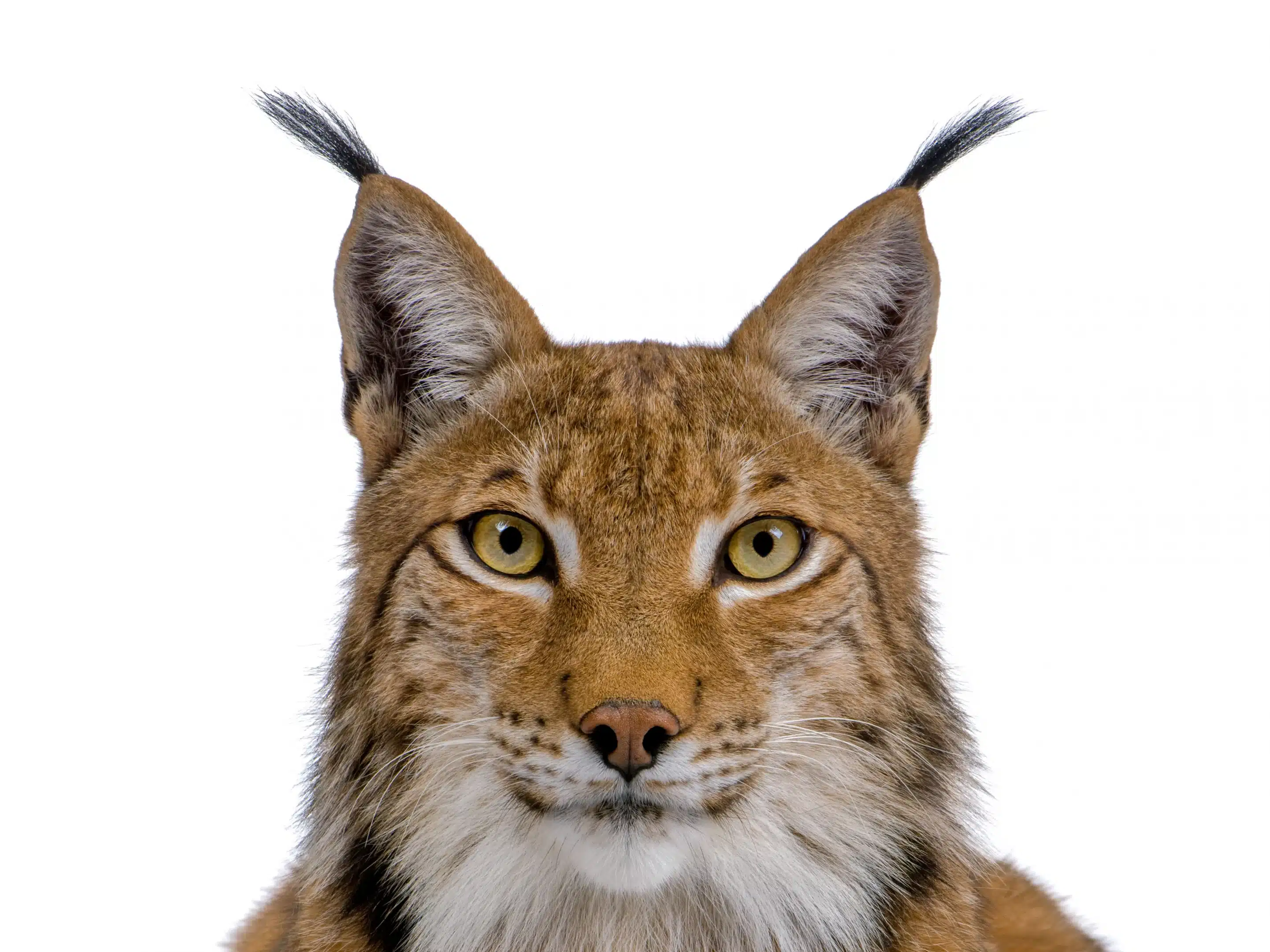Luchs Ohren - Wildtiere in Deutschland Luchs Ohren - Wildtiere in Deutschland