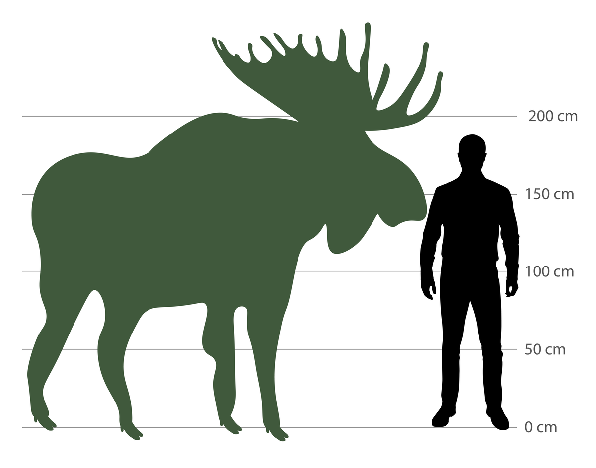 Elch Größe - Wildtiere in Europa Elch Größe - Wildtiere in Europa