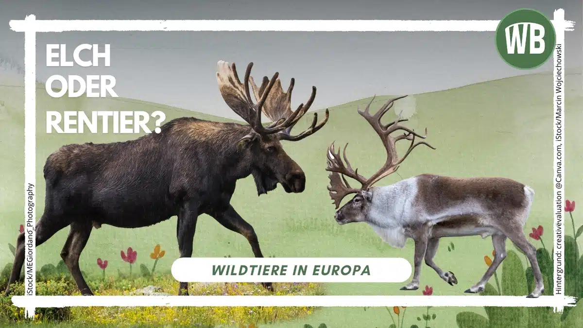 Elch oder Rentier - Wildtiere in Europa Elch oder Rentier - Wildtiere in Europa
