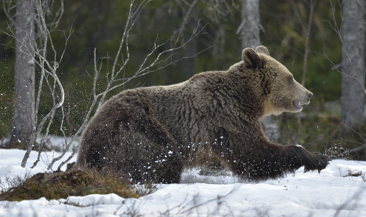 BraunbÀr Geschwindigkeit - Wildtiere in Europa BraunbÀr Geschwindigkeit - Wildtiere in Europa