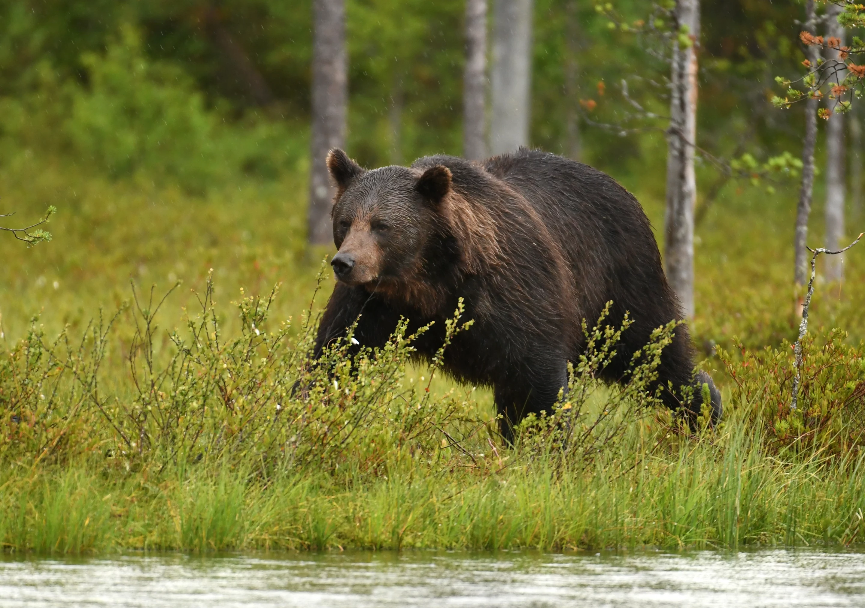 BraunbÀr Schweden - Wildtiere in Europa BraunbÀr Schweden - Wildtiere in Europa