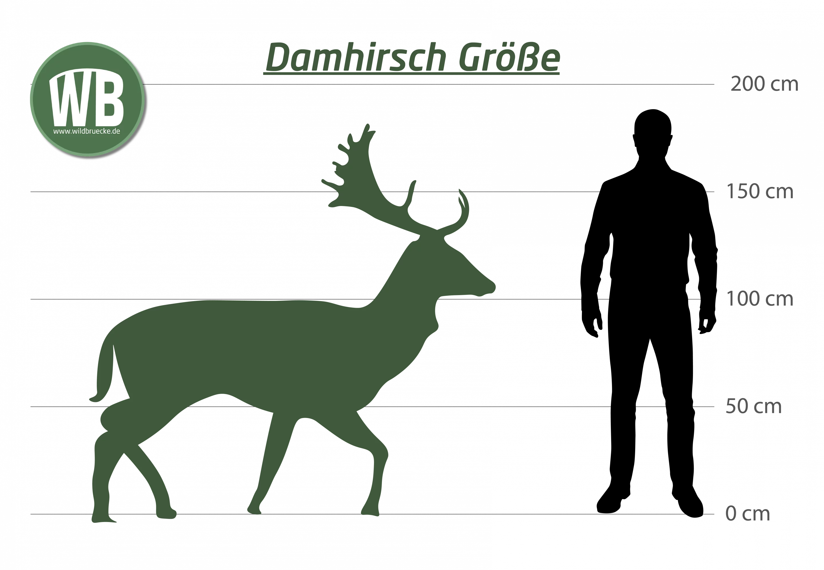 Damhirsch Größe - Wildtiere in Europa Damhirsch Größe - Wildtiere in Europa