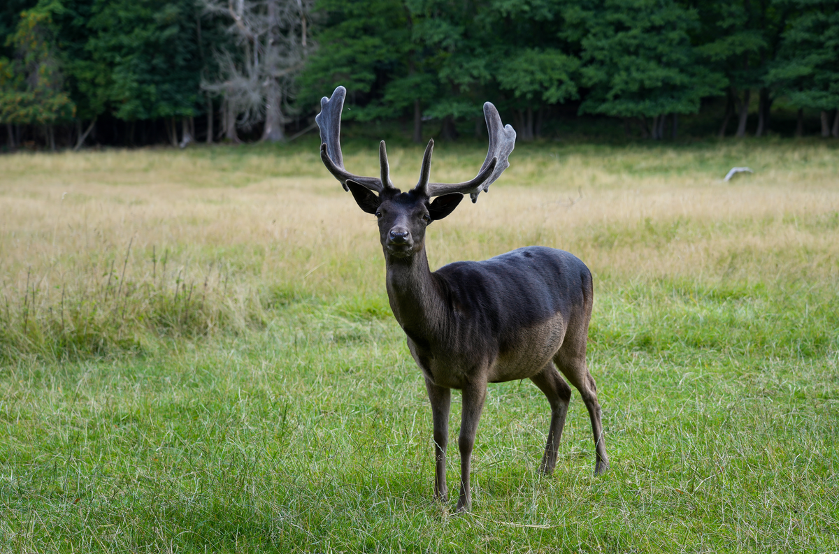 Damwild in Schwarz auf einer Wiese - Wildtiere in Europa Damwild in Schwarz auf einer Wiese - Wildtiere in Europa