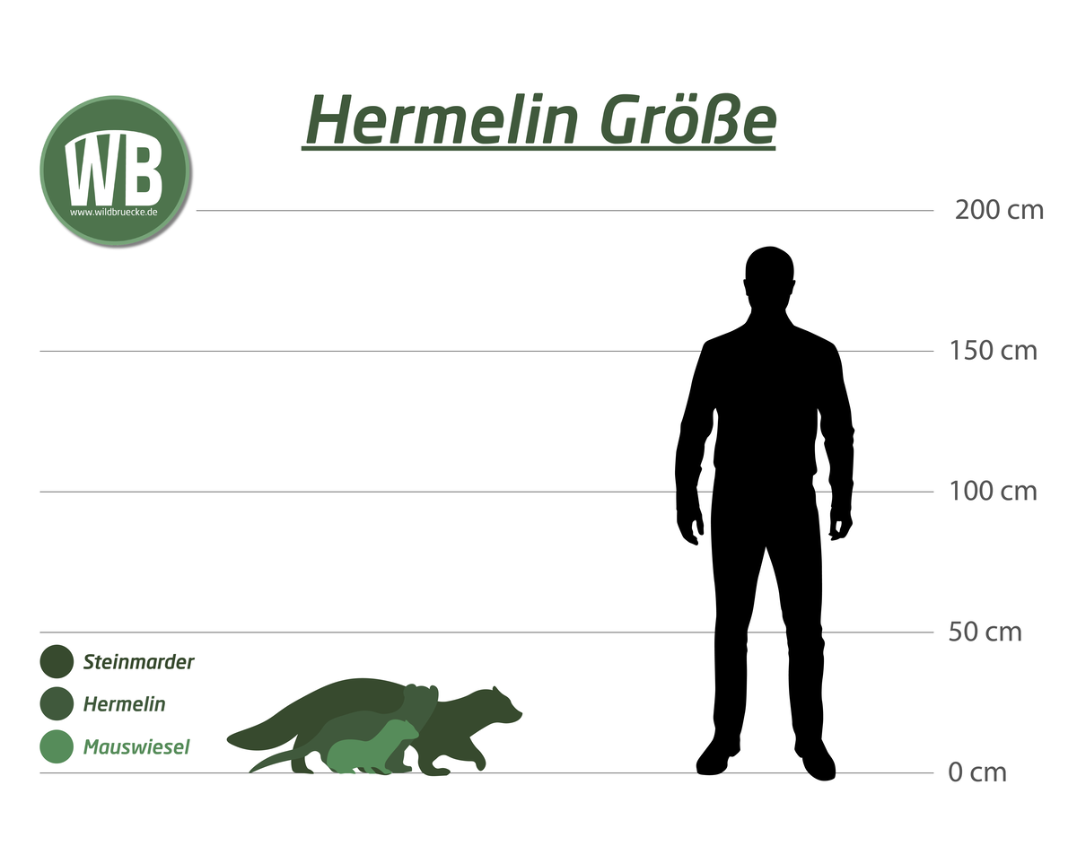 Hermelin Größe und Mensch - Wildtiere in Europa Hermelin Größe und Mensch - Wildtiere in Europa