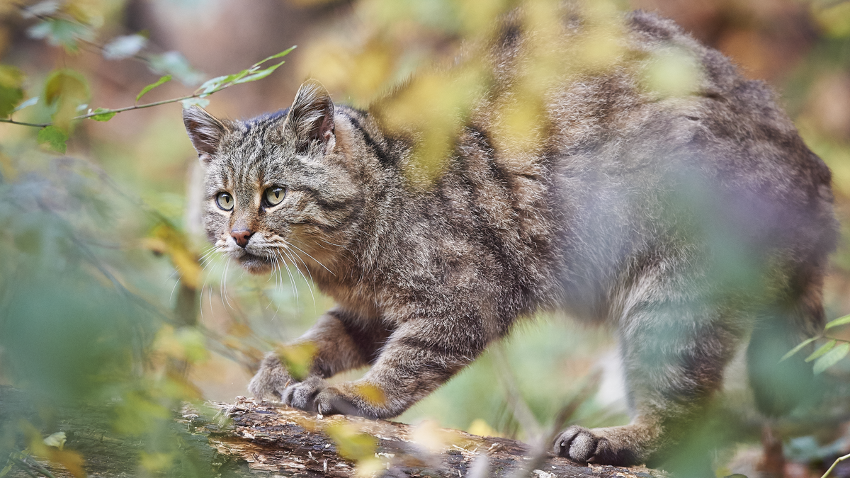 Lebensraum der Wildkatze - Wildtiere in Europa Lebensraum der Wildkatze - Wildtiere in Europa