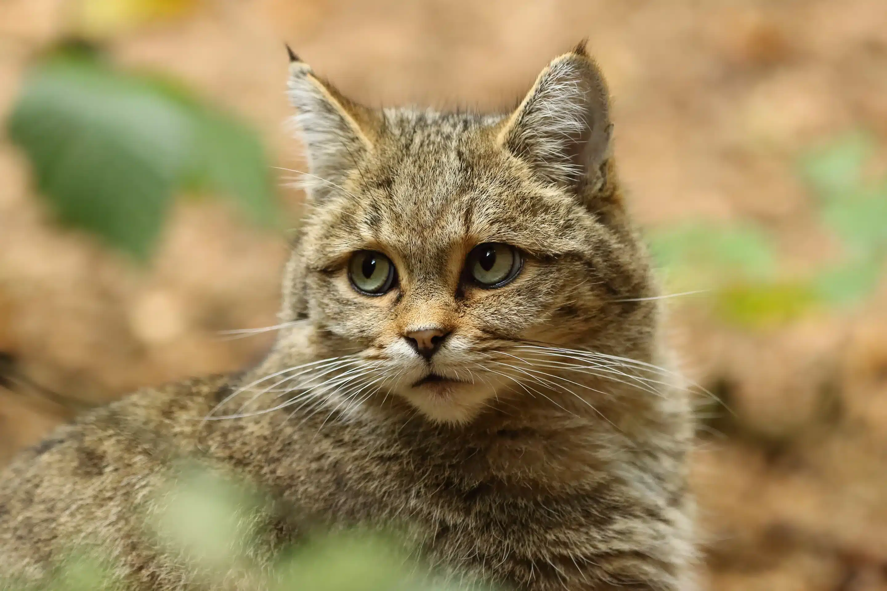 Porträt Wildkatze in Europa - Wildtiere in Europa Porträt Wildkatze in Europa - Wildtiere in Europa
