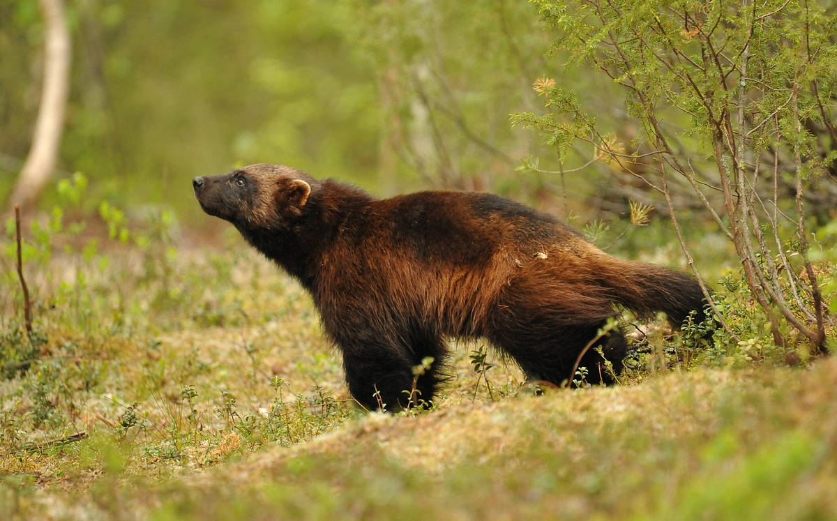 Vielfraß in Deutschland - Wildtiere in Europa Vielfraß in Deutschland - Wildtiere in Europa