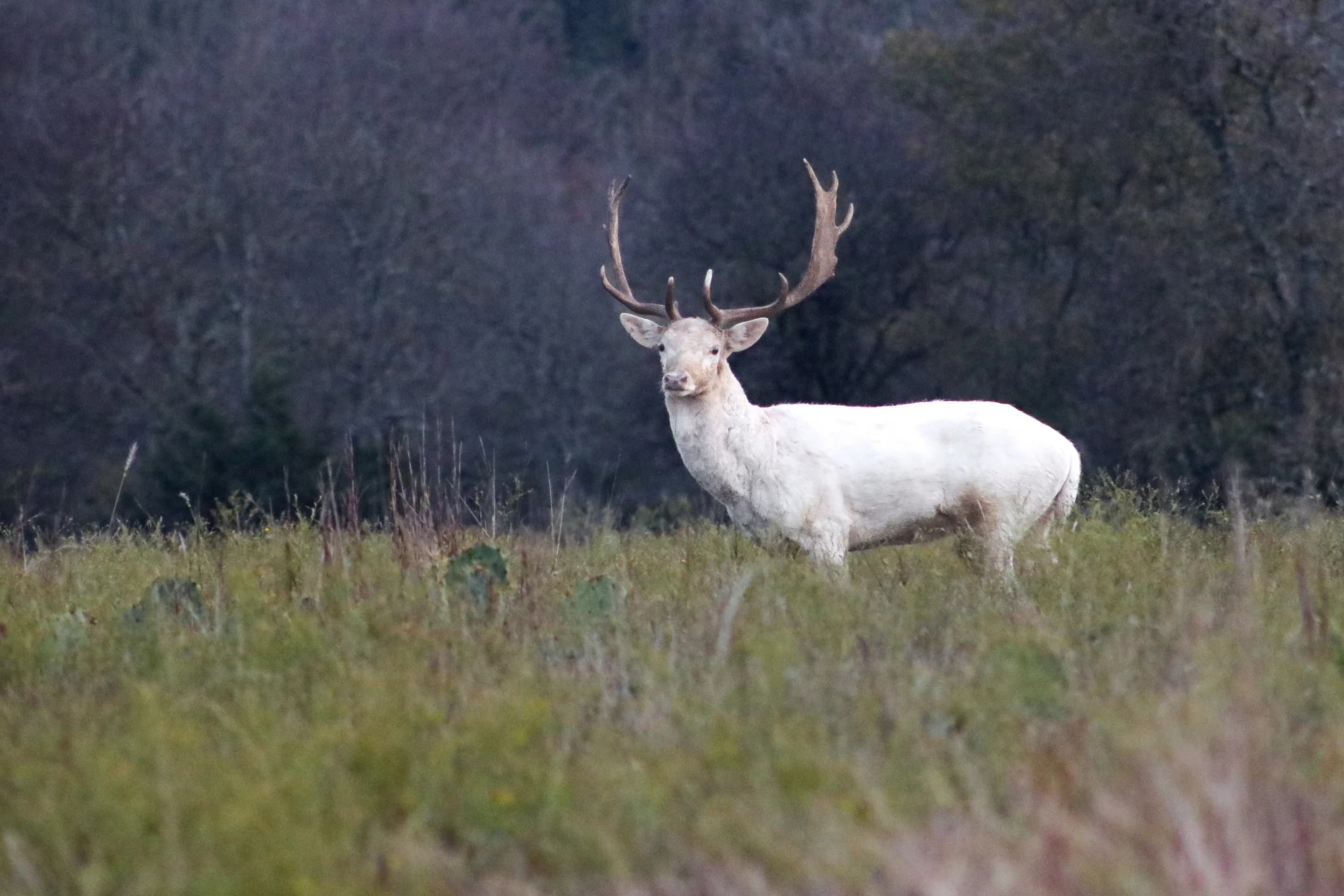 Weißes Damwild - Wildtiere in Europa Weißes Damwild - Wildtiere in Europa