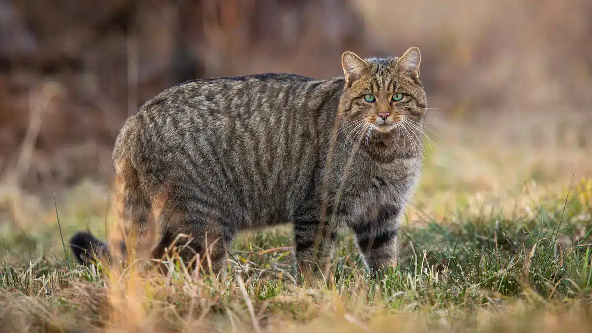 Wildkatze in Deutschland - Wildtiere in Europa (2) Wildkatze in Deutschland - Wildtiere in Europa