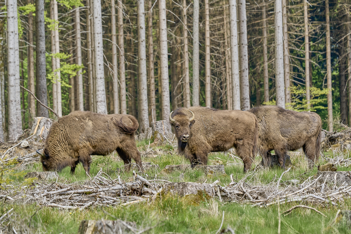 Das Wisent im Rothaargebirge - Wildtiere in Europa Das Wisent im Rothaargebirge - Wildtiere in Europa