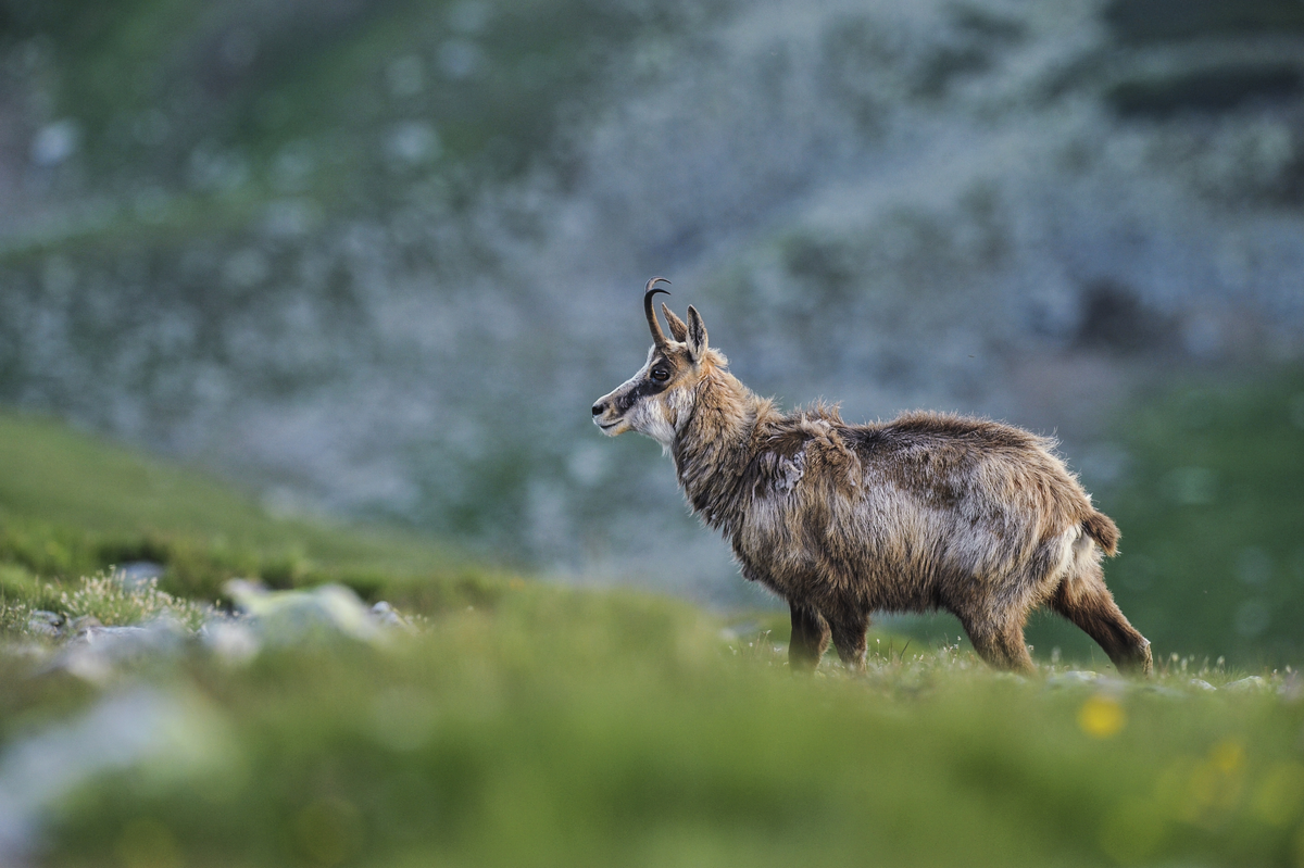 Der Gams Bock - Wildtiere in Europa Der Gams Bock - Wildtiere in Europa