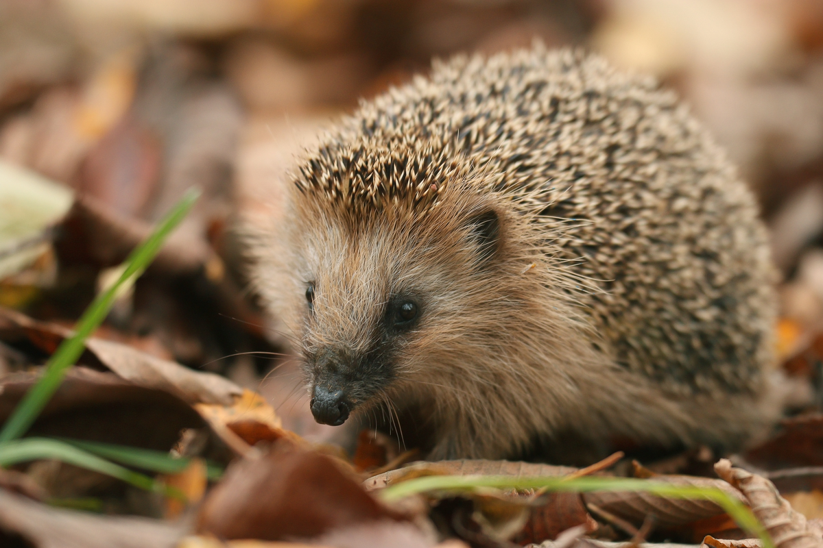 Ein Garten fĂĽr Igel - Wildteire in Europa Ein Garten fĂĽr Igel - Wildteire in Europa