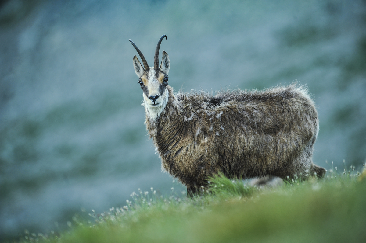 Gams Bock - Wildtiere in Europa Gams Bock - Wildtiere in Europa