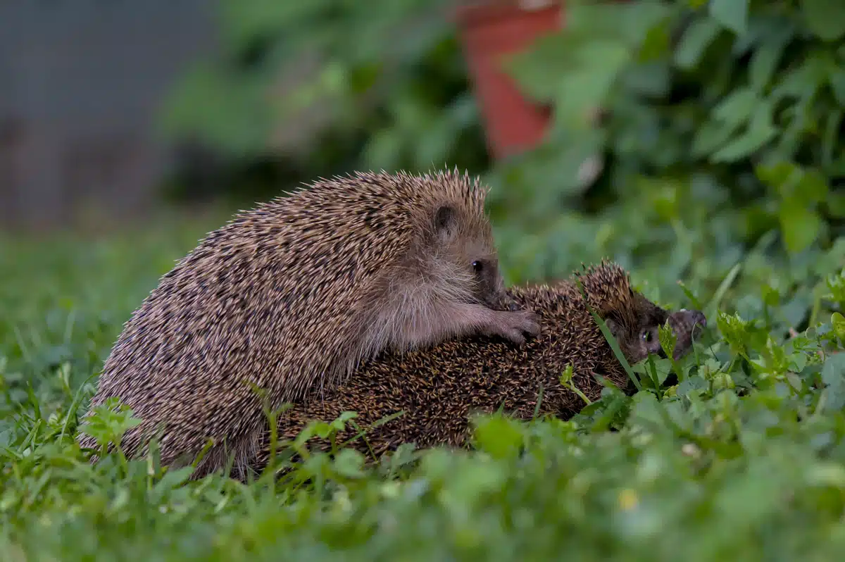 Igel Paarungszeit - Wildtiere in Europa Igel Paarungszeit - Wildtiere in Europa