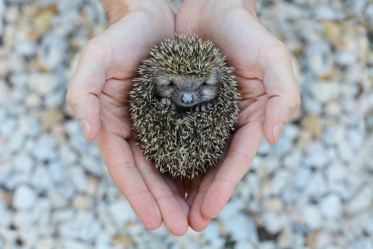 Igel hustet - Wildtiere in Europa Igel hustet - Wildtiere in Europa