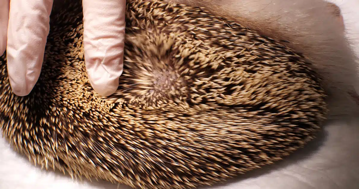 Igel ohne Stacheln - Wildtiere in Europa Igel ohne Stacheln - Wildtiere in Europa