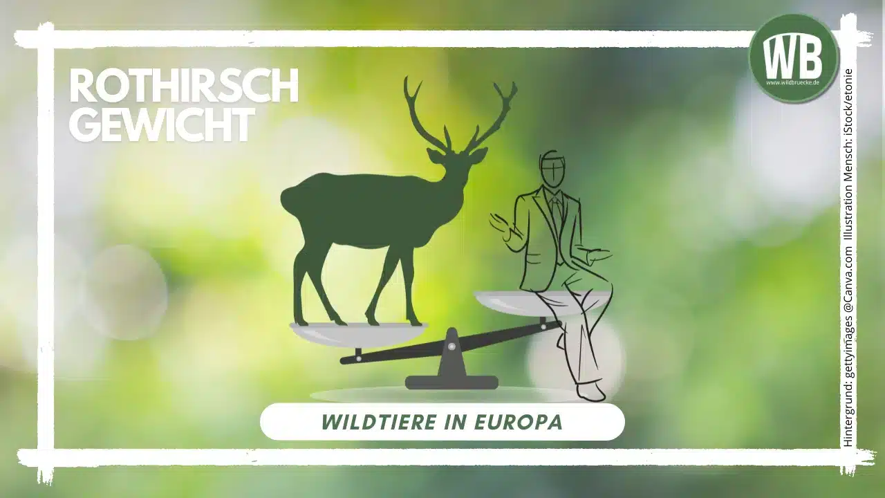 Teaserbild Rothirsch Gewicht - Wildtiere in Europa Teaserbild Rothirsch Gewicht - Wildtiere in Europa