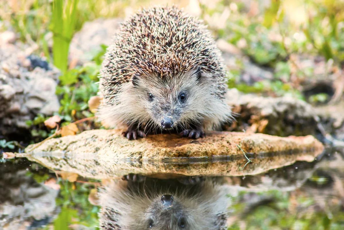 Was Igel trinken - Wildtiere in Europa Was Igel trinken - Wildtiere in Europa