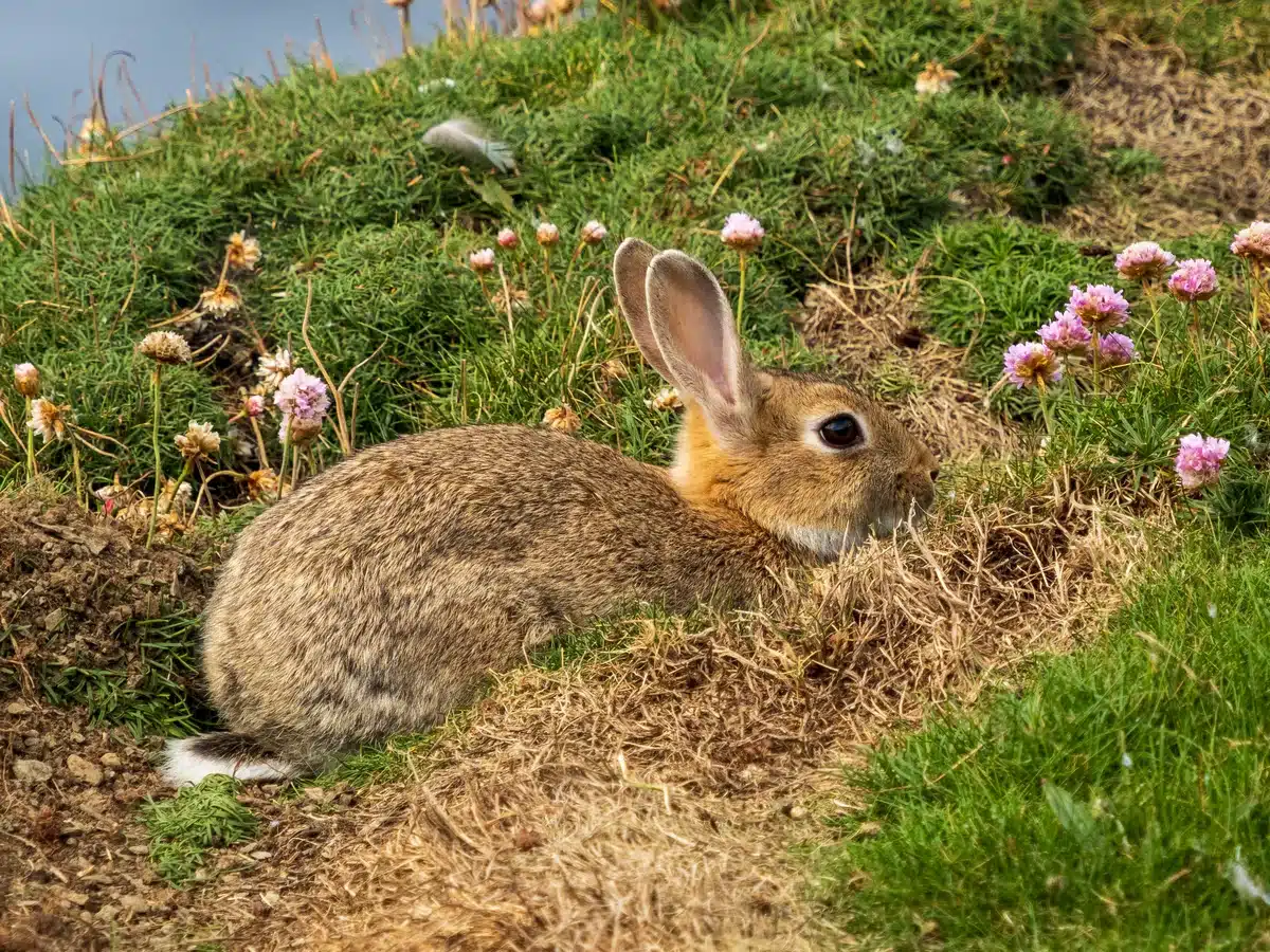 Wildkaninchen Lebensraum - Wildtiere in Europa Wildkaninchen Lebensraum - Wildtiere in Europa