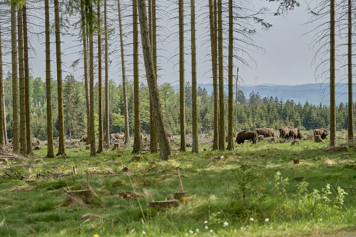Wisent Rothaargebirge - Wildtiere in Europa Wisent Rothaargebirge - Wildtiere in Europa
