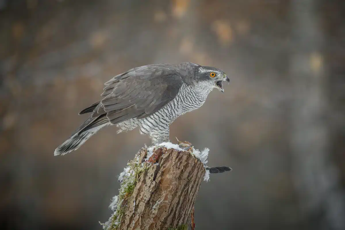 Auch HĂŒhner Habicht genannt - Vögel in Europa Auch HĂŒhner Habicht genannt - Vögel in Europa
