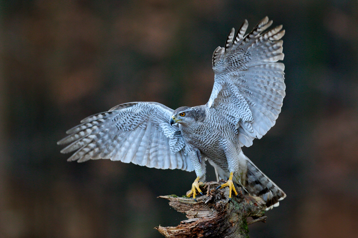 HĂŒhner Habicht - Vögel in Europa HĂŒhner Habicht - Vögel in Europa