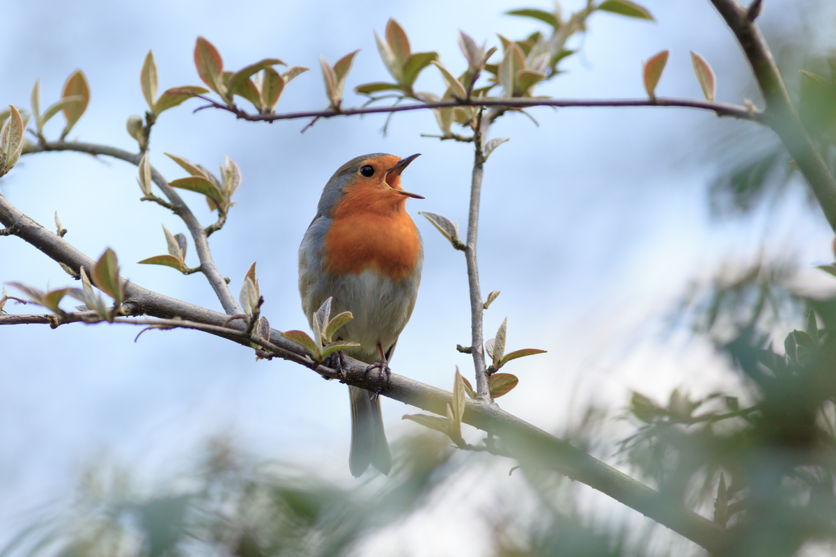 Rotkehlchen singend - Wildtiere in Europa Rotkehlchen singend - Wildtiere in Europa