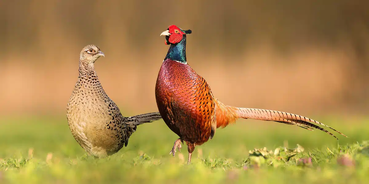 Fasan MĂ€nnchen und Weibchen - Wildtiere in Europa Fasan MĂ€nnchen und Weibchen - Wildtiere in Europa