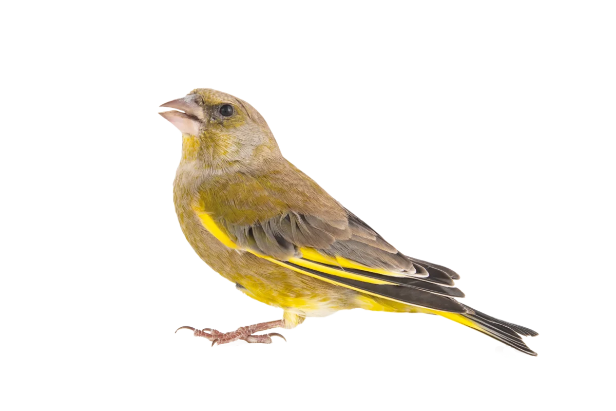 Grünfink - Vögel in Europa Grünfink - Vögel in Europa