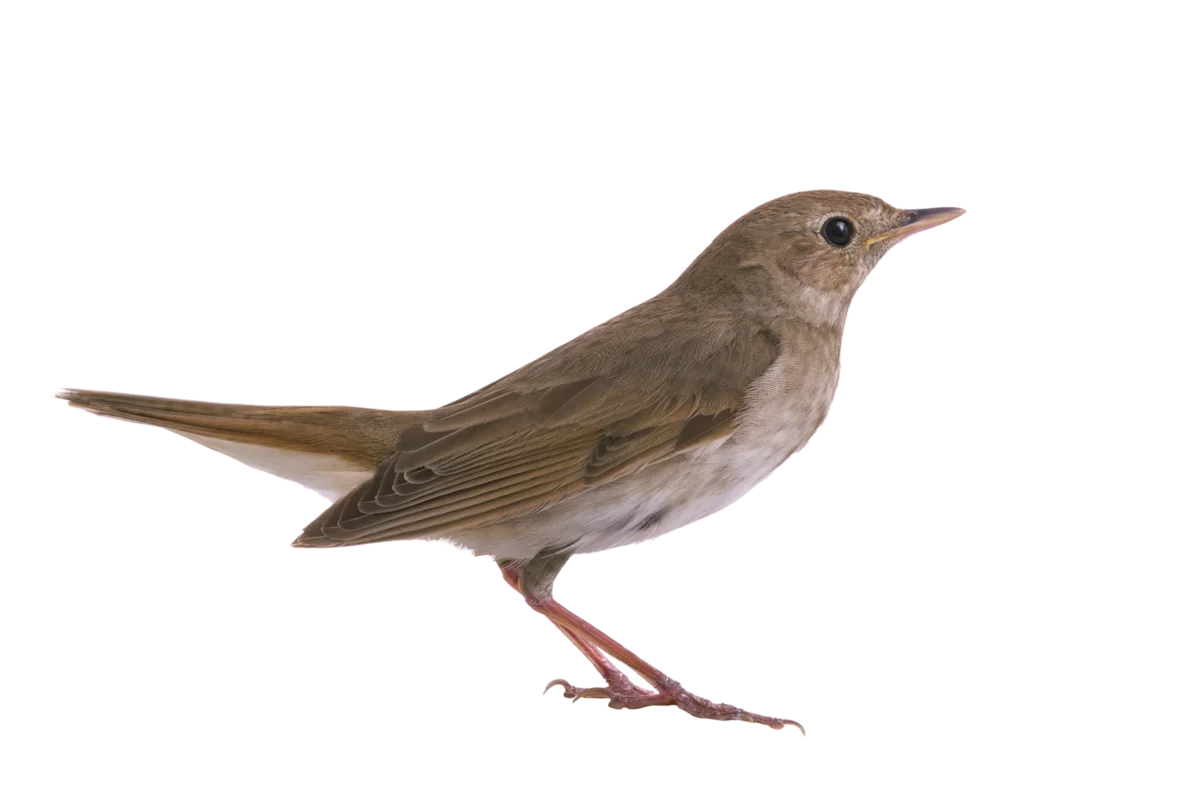 Nachtigall - Vögel in Europa Nachtigall - Vögel in Europa