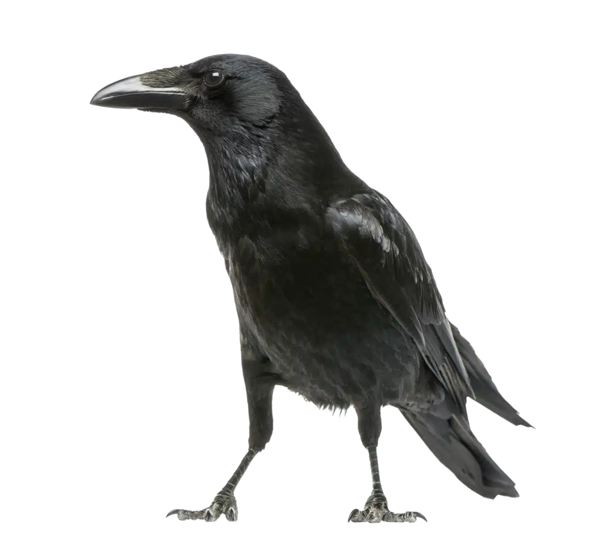 Rabenkrähe - Vögel in Europa Rabenkrähe - Vögel in Europa