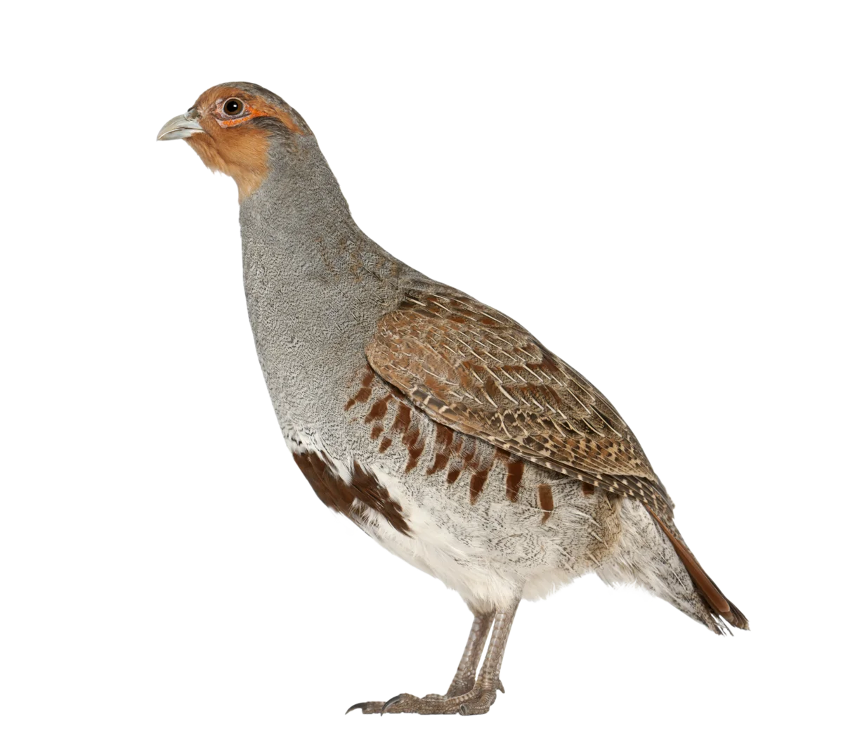 Rebhuhn - Vögel in Europa Rebhuhn - Vögel in Europa