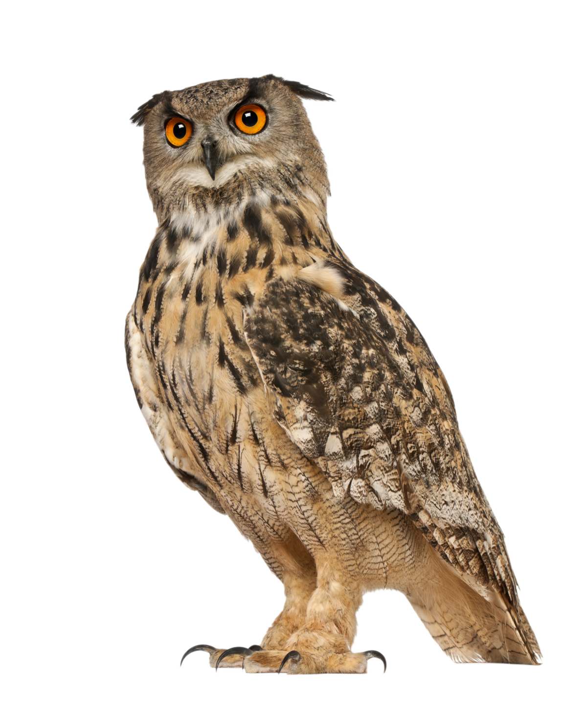 Uhu - Vögel in Europa Uhu - Vögel in Europa