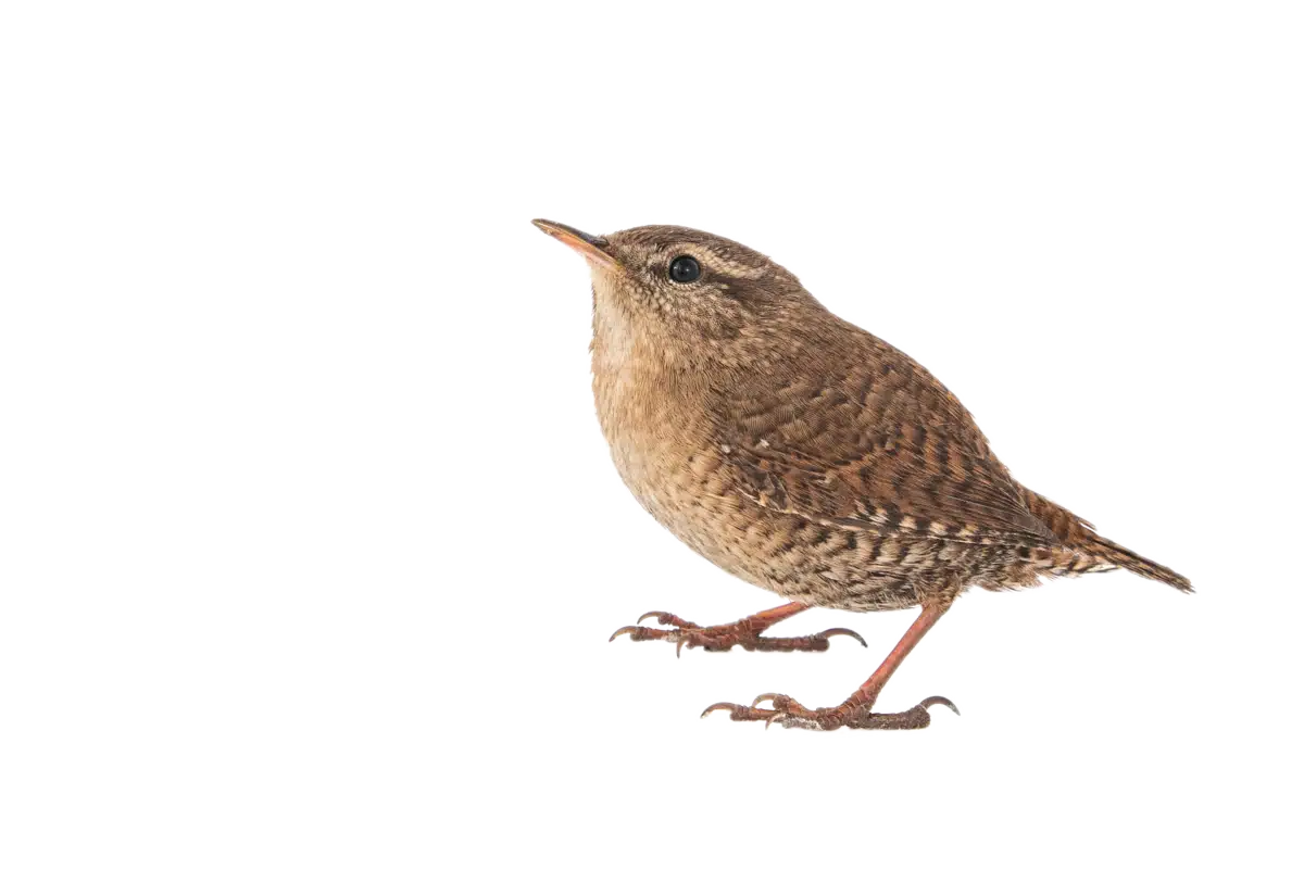 Zaunkönig - Vögel in Europa Zaunkönig - Vögel in Europa