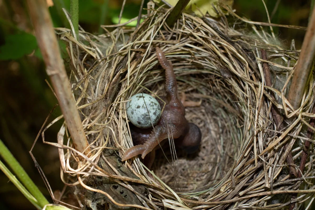 Kukuck im Nest - Vögel in Eruopa Kukuck im Nest - Vögel in Eruopa