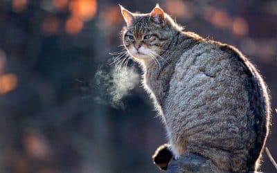 Wildkatzen gehören in den Wald