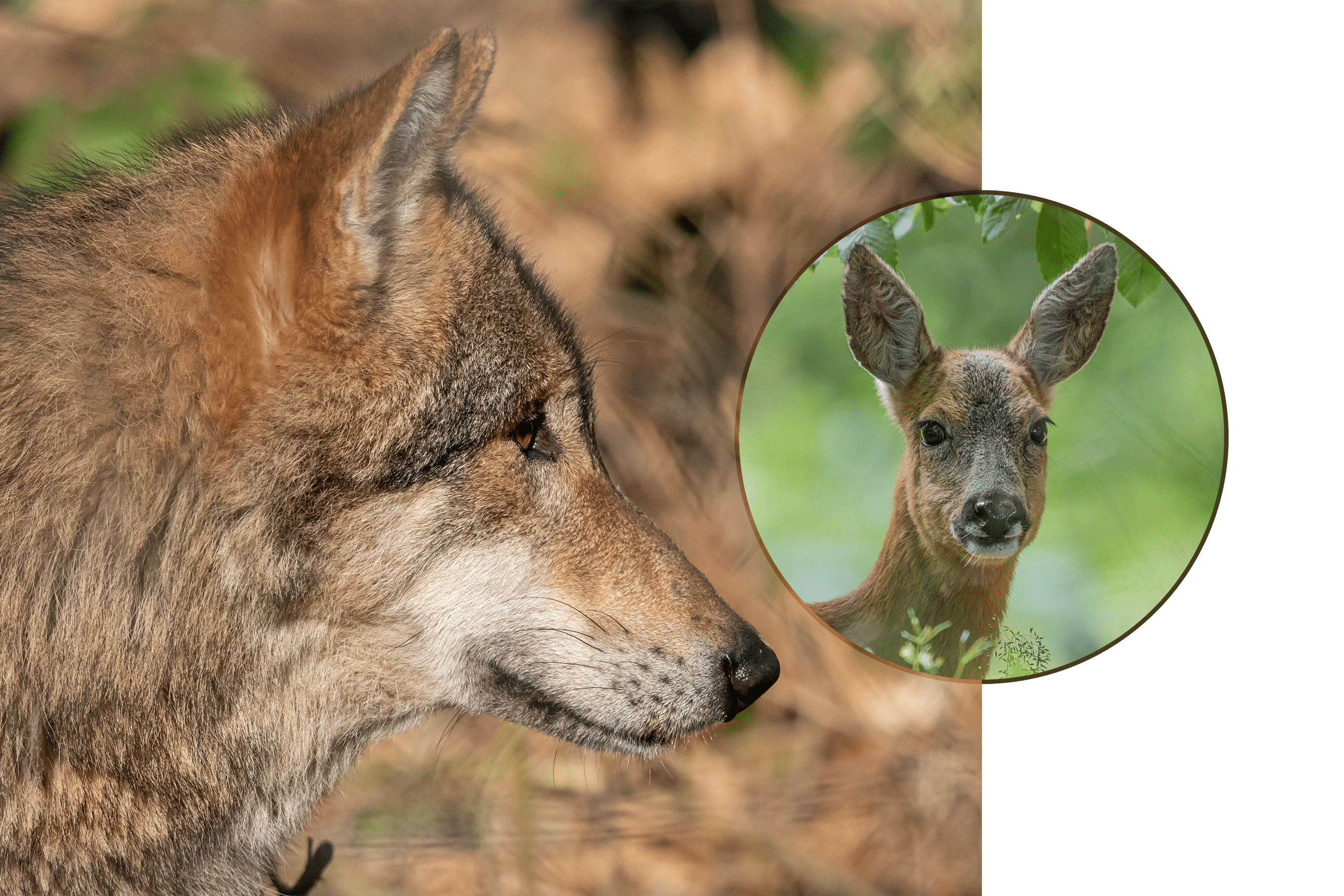 Der Wolf ist zurück in Hessen
