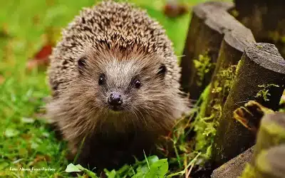 Auch Igel müssen im Winter Energie sparen
