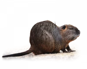 Wildbrücke zeigt das Wildtier Nutria