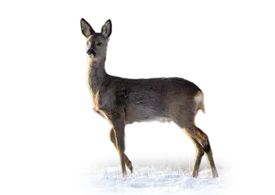 Reh