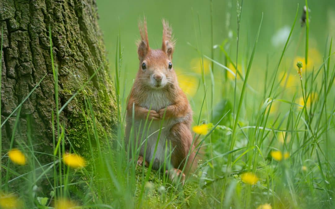Eichhörnchen Geräusche: Die akustische Welt der flinken Nager