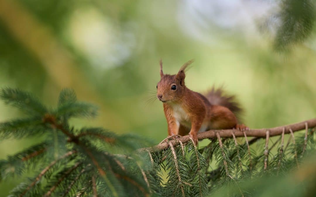 Eichhörnchen Lebensraum: Anpassungen und Herausforderungen