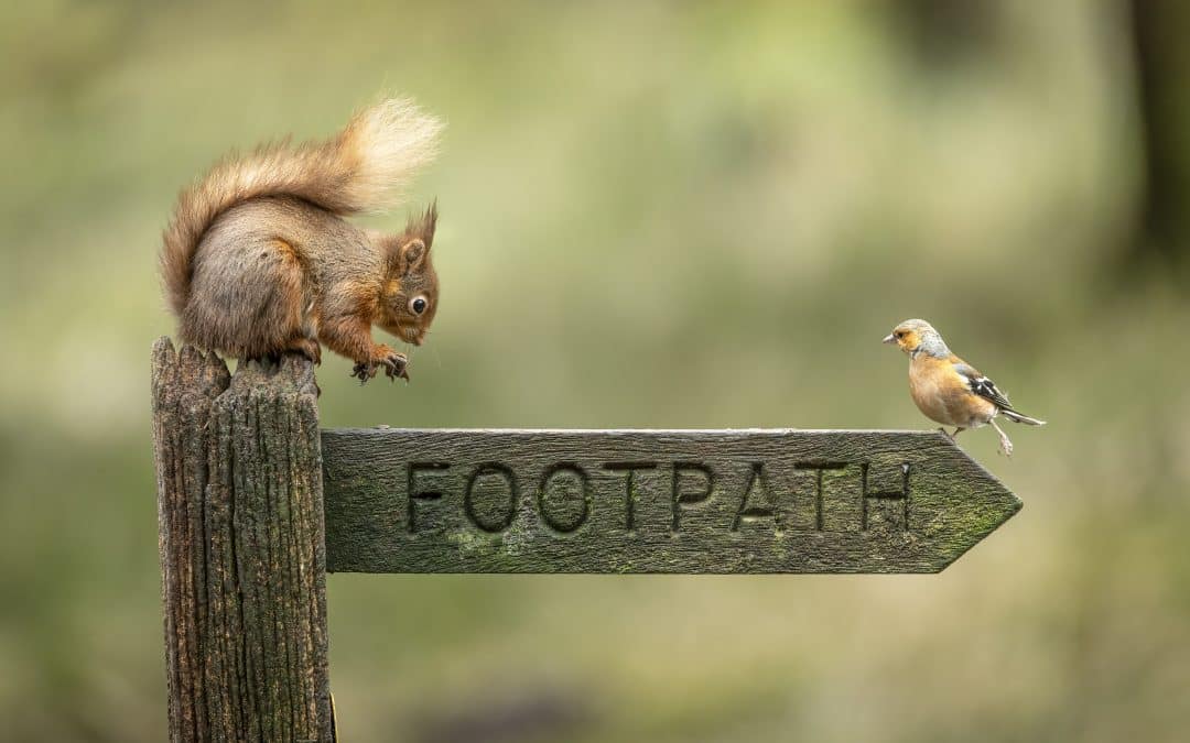 Warum Eichhörnchen Vögel fressen