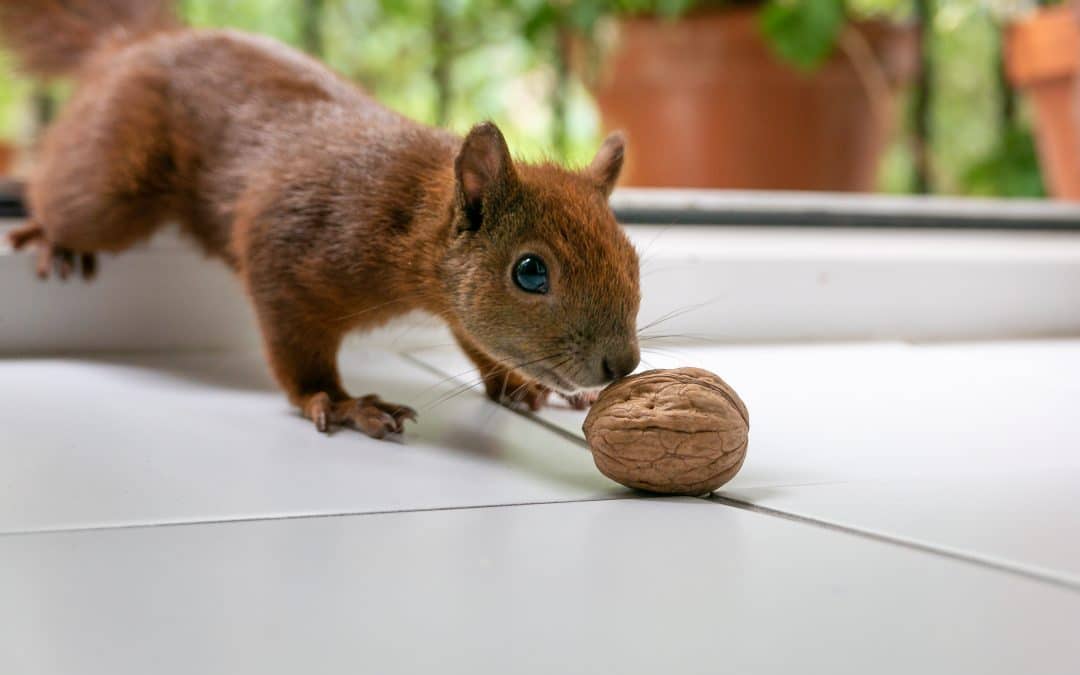 Eichhörnchen als Haustier: Rechtliche Rahmenbedingungen und Überlegungen