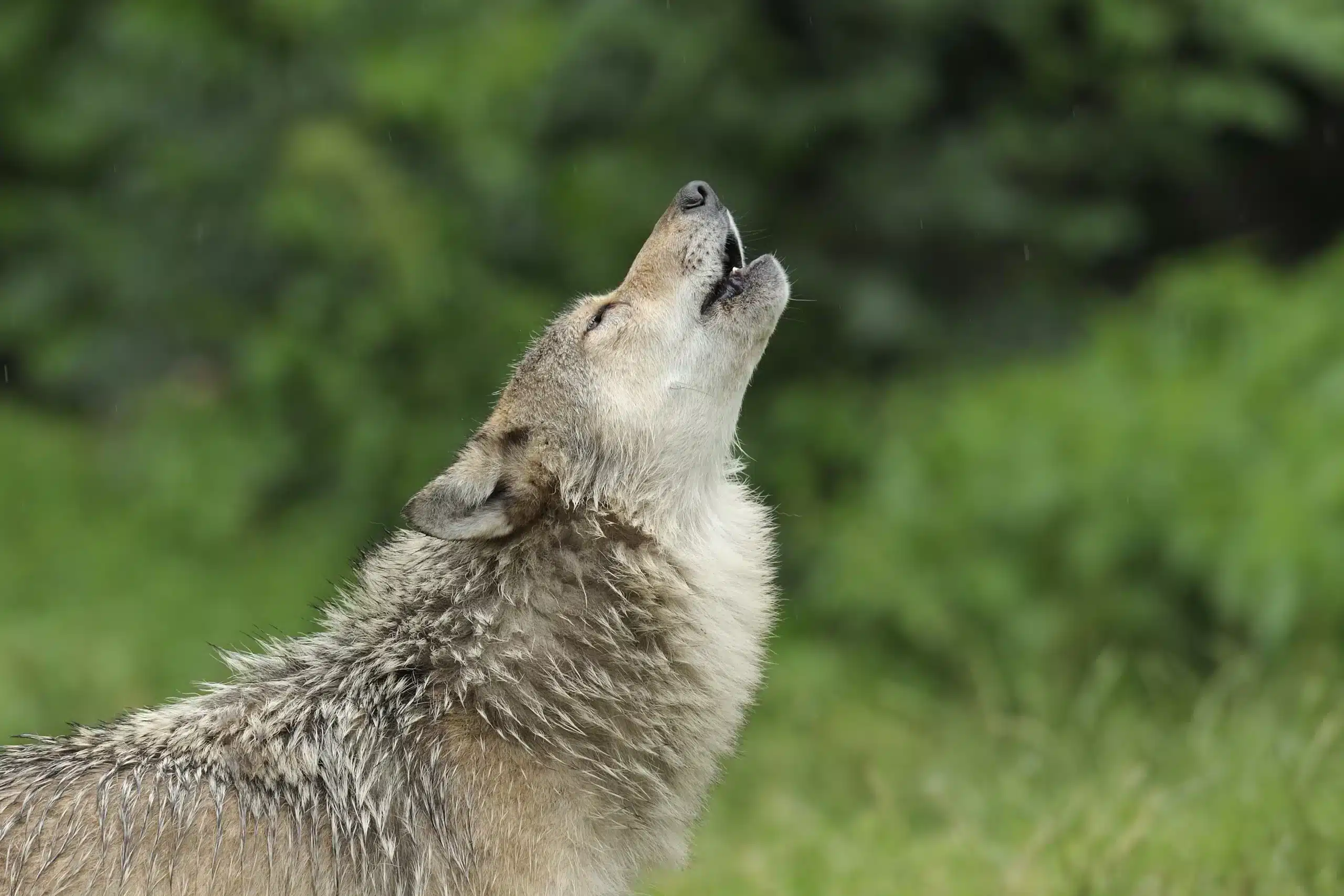 Wolf Heulen - Wildtiere in Deutschland (2) Wolf Heulen - Wildtiere in Deutschland