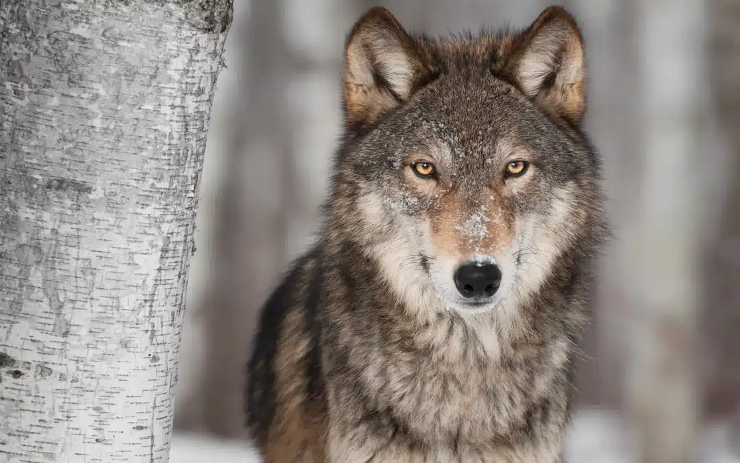 Wolf in Niedersachsen