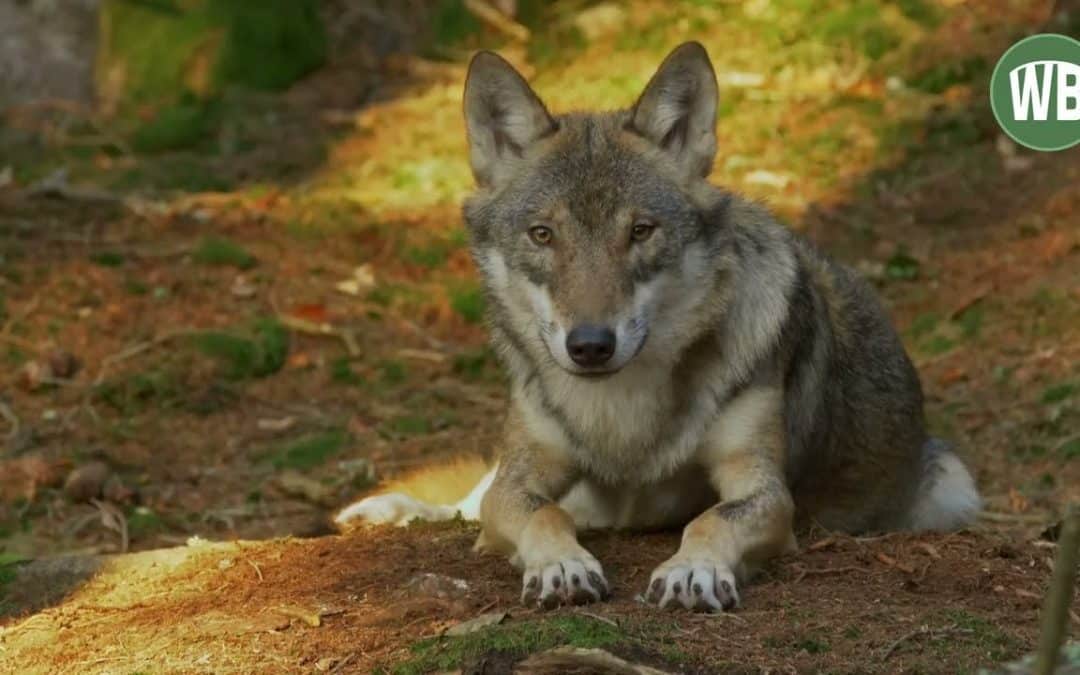 Entdecke unser neues Wolf Video auf YouTube